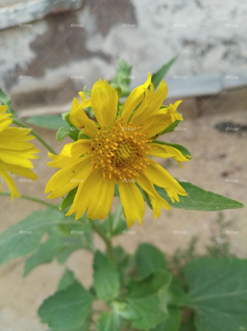 sunflower yellow fresh seasonal looking very beautiful generally found everywhere fresh seasonal