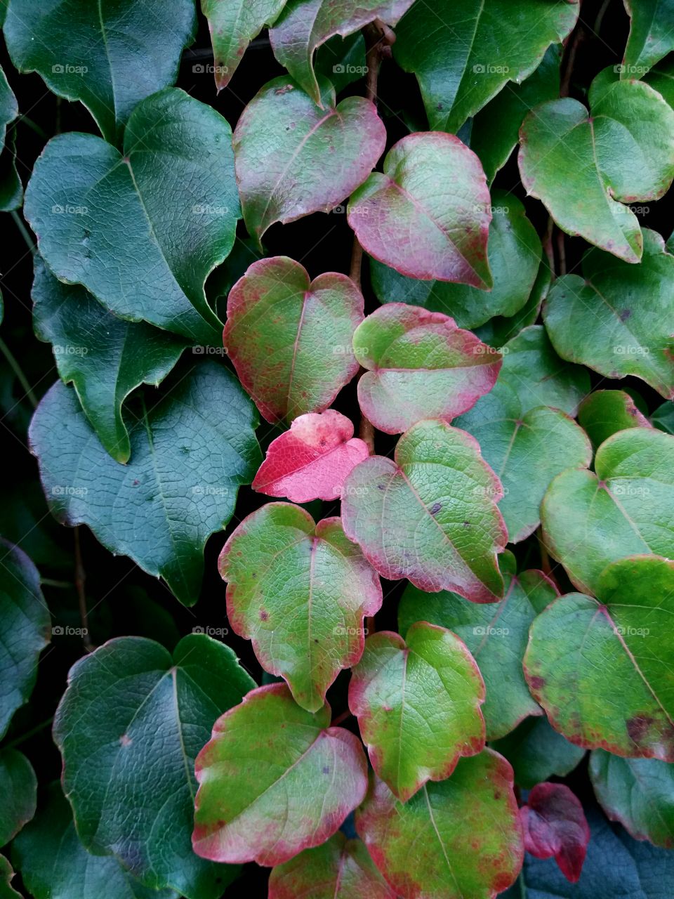 colourful fall leaves