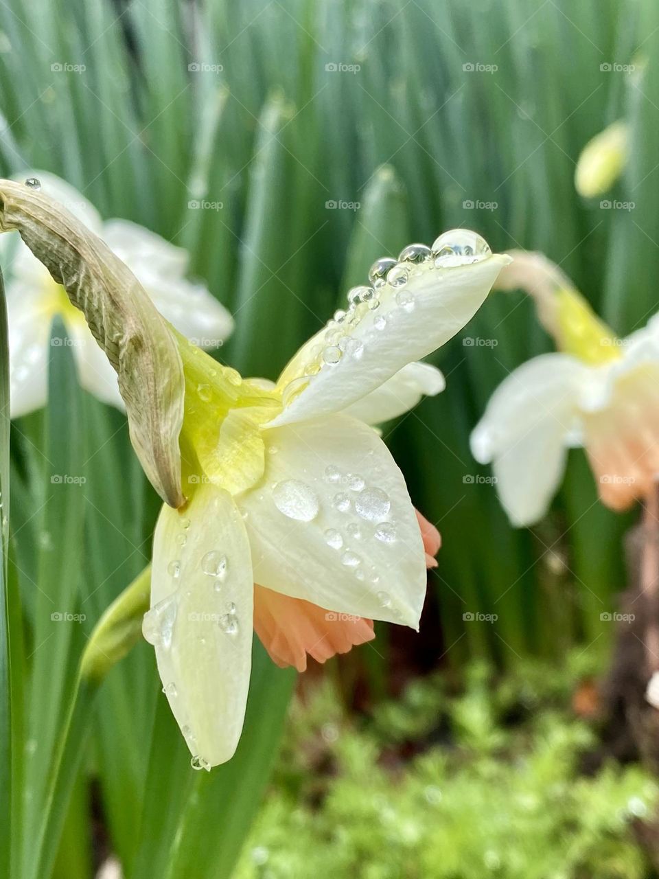 Rain drops on a daffodil