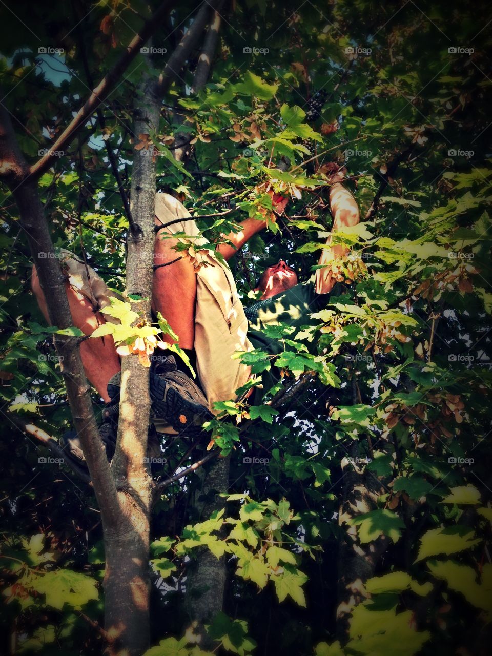 A tree surgeon at work