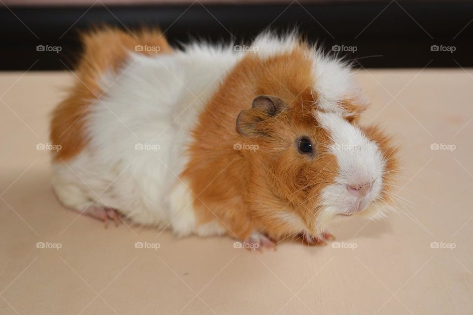 guinea pig beautiful portrait