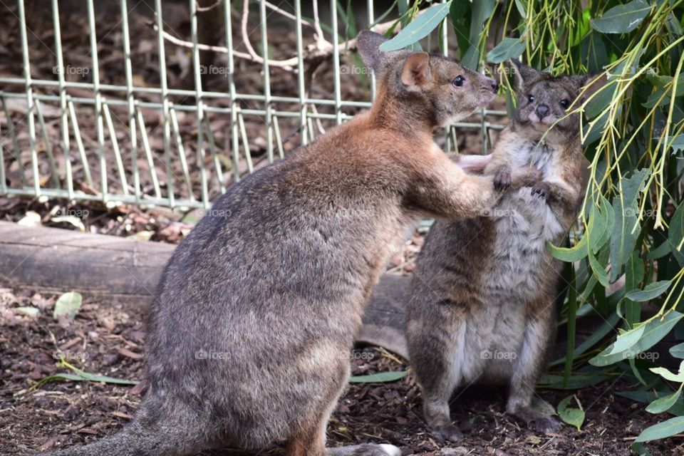 Fighting wallaby at Featherdale Wildlife Park Sydney, Australia 