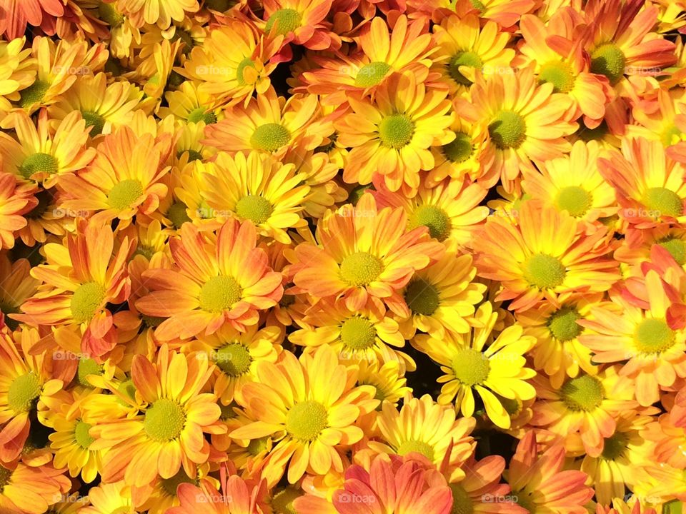 Yellow daisy . Close up of yellow flowers 