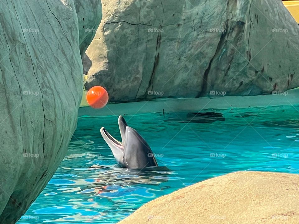 Dolphin and ball