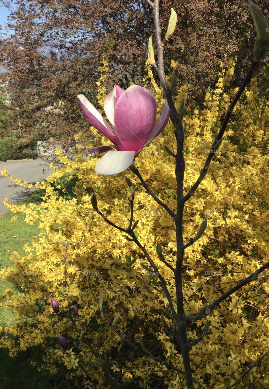 Magnolia flower and forsythia 