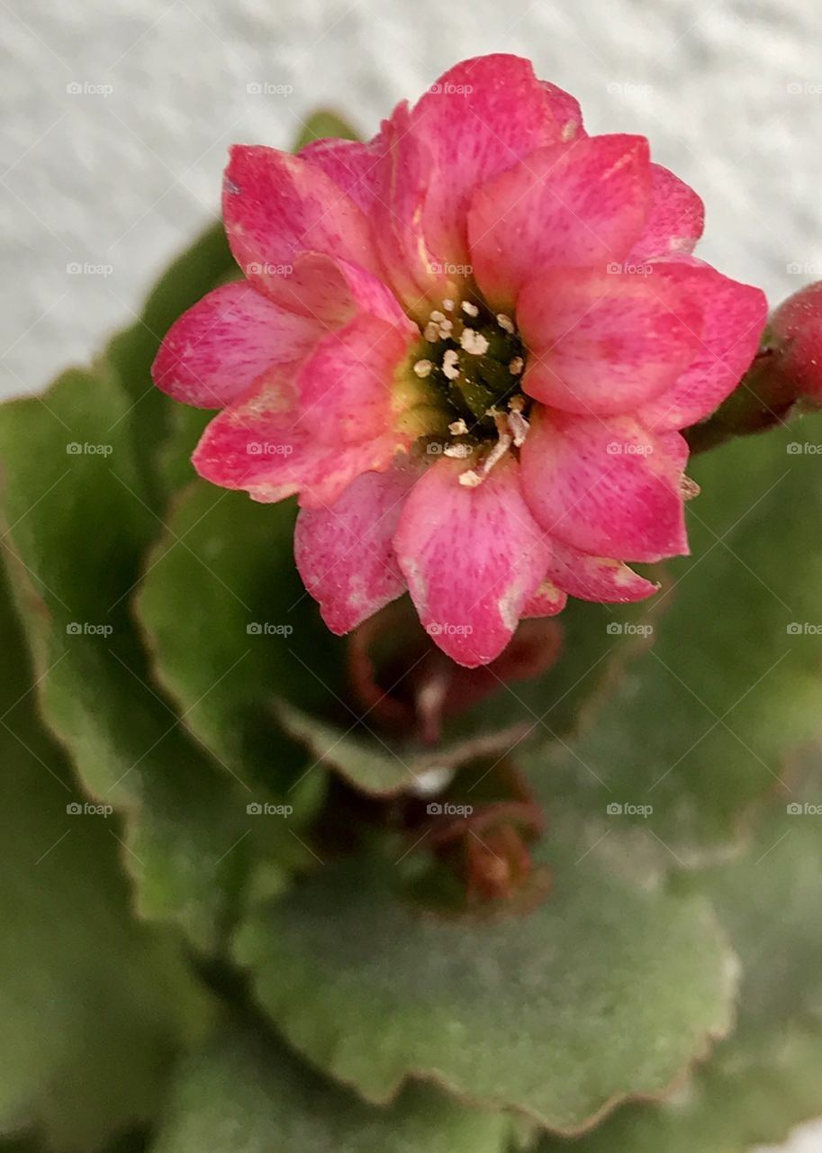 Cactus flowering 