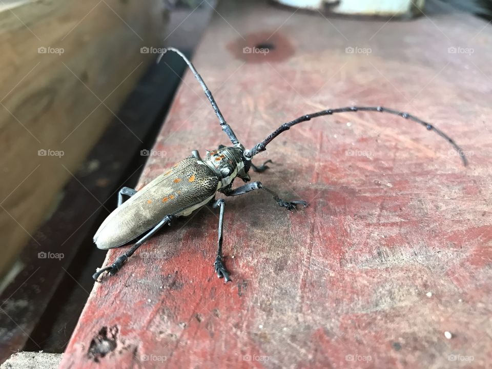 Batocera rufomaculata aka Mr Papaya Beetle