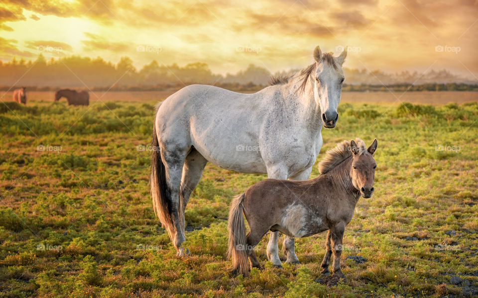 Horse at Sunset