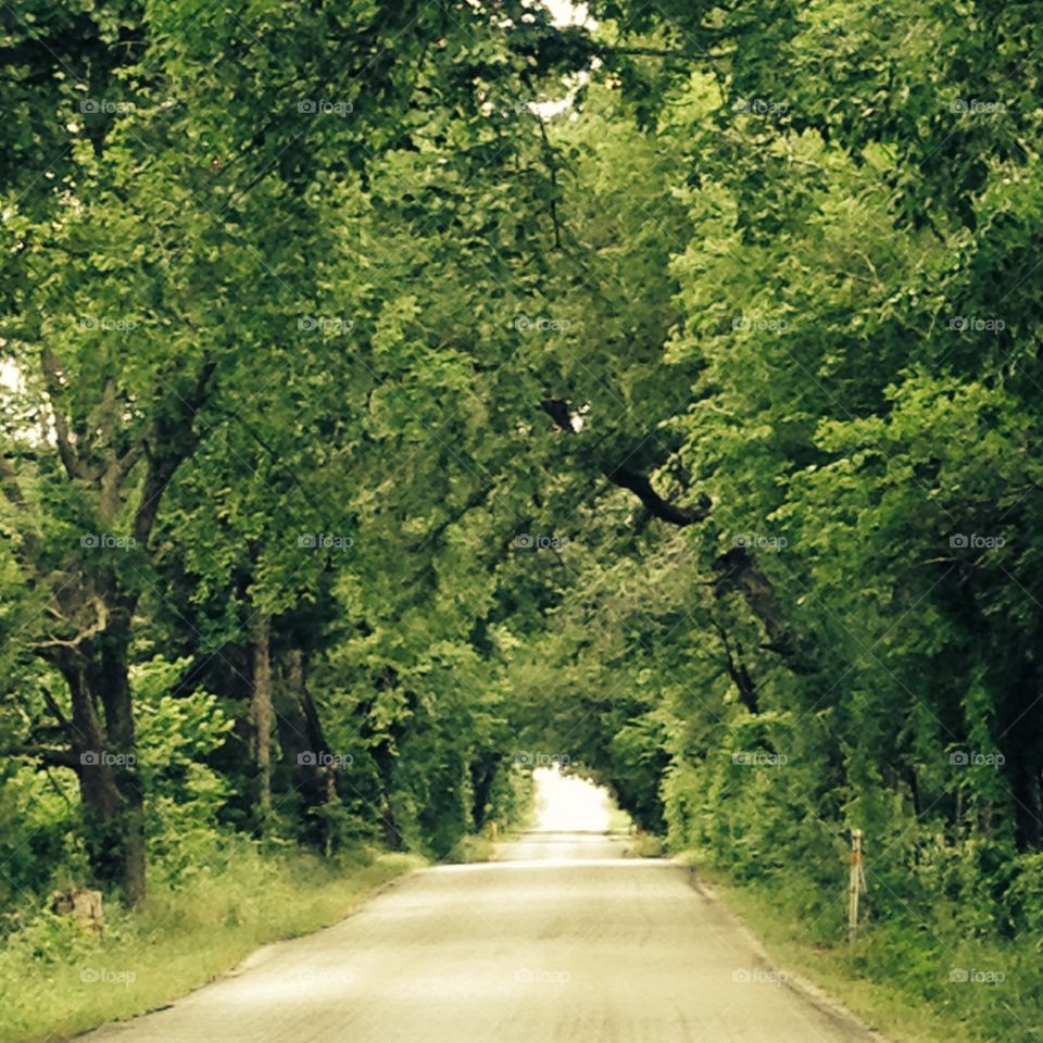 Tree covered county road 