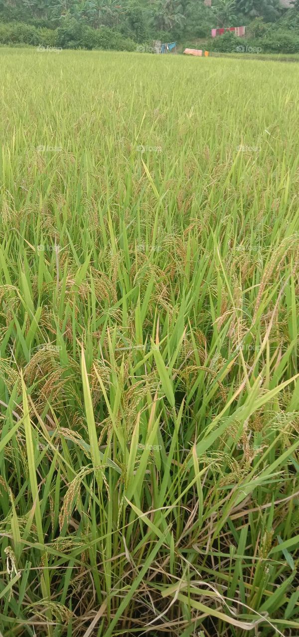 Paddy cultivation