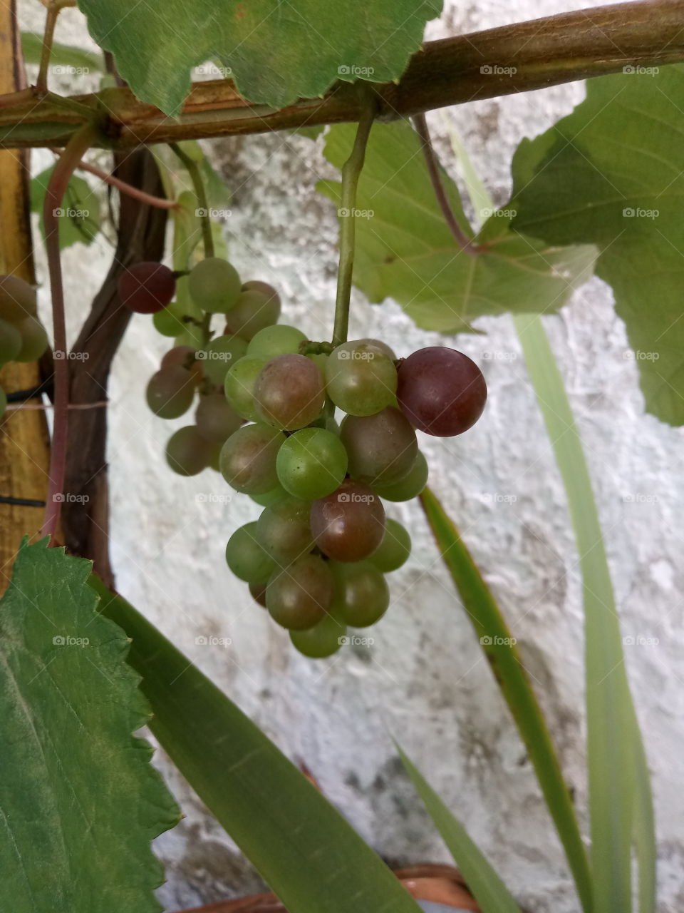uvas