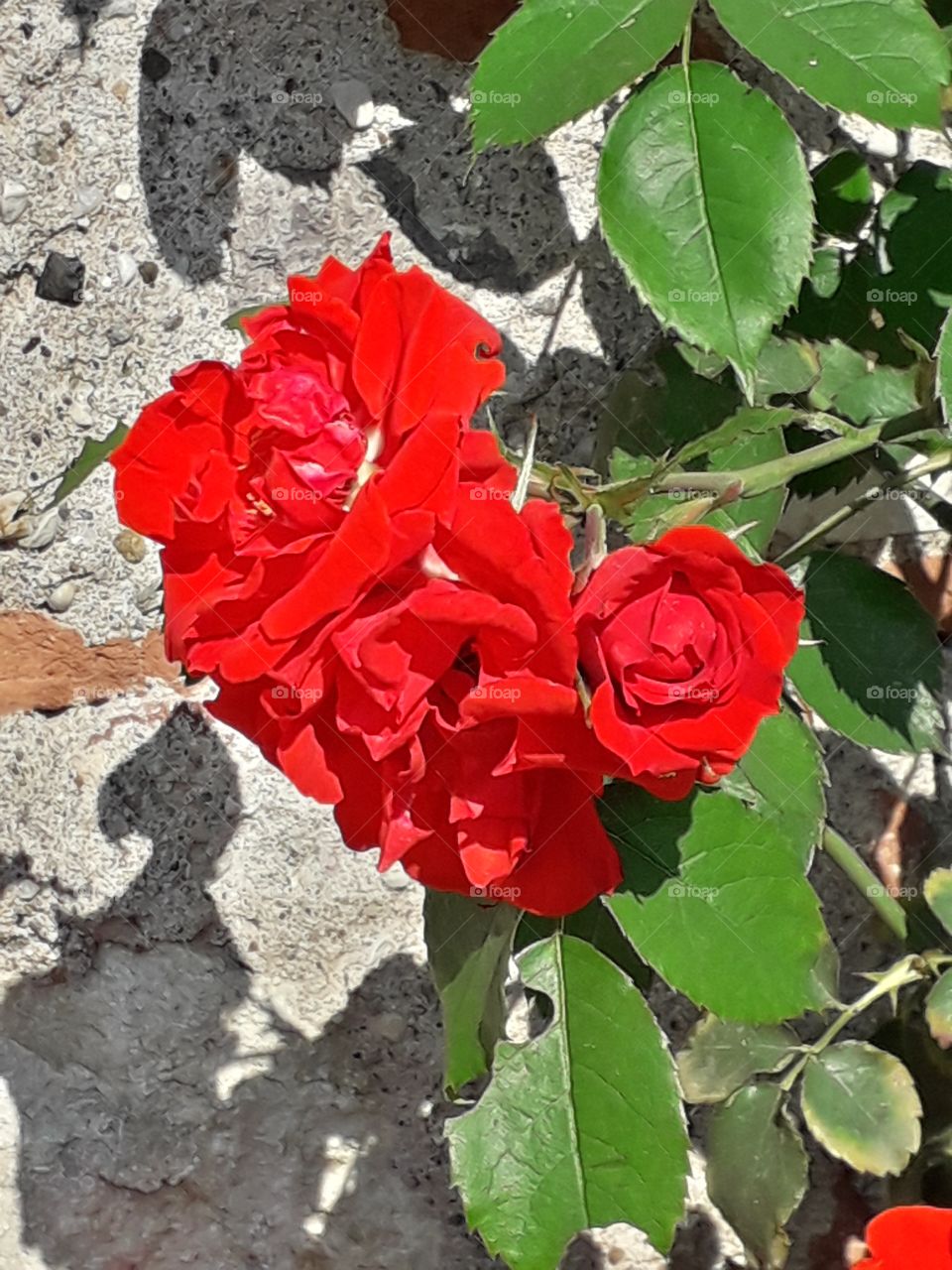 red roses