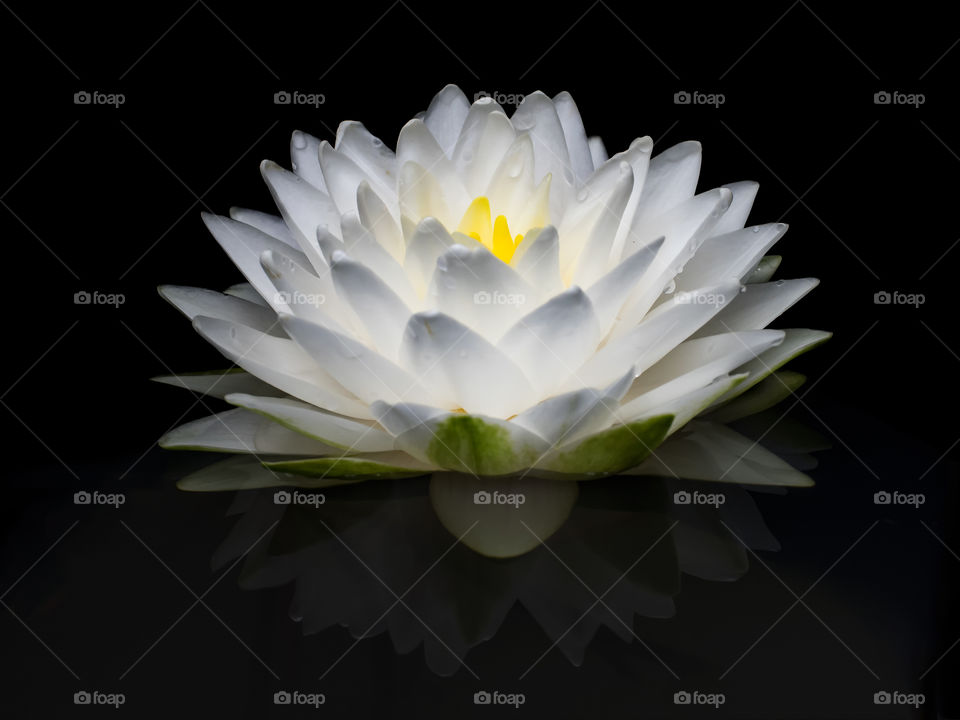 Day bloom waterlily "Gonnere"