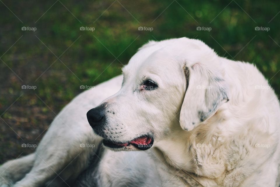 Dog, Mammal, Pet, Animal, Portrait