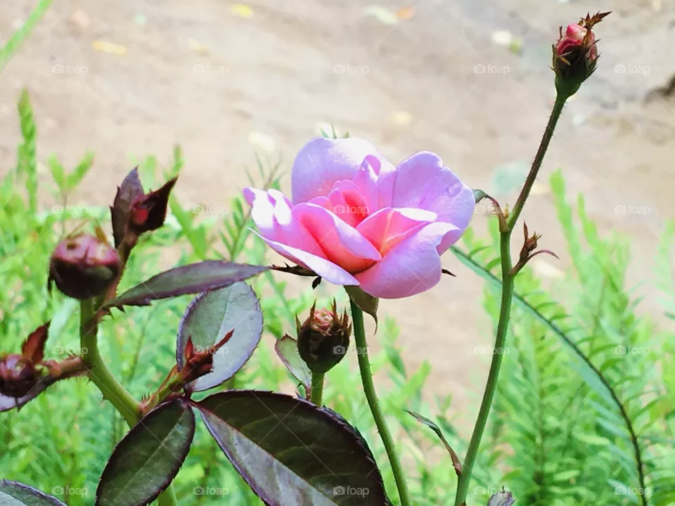 Lovely roses 