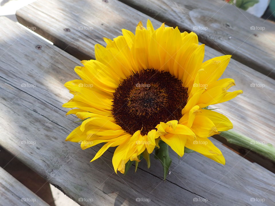 Amazing sunflower 