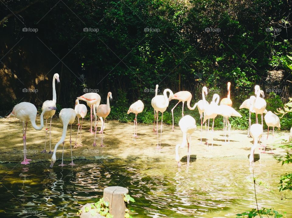 Lakeside beauty with Flamingos