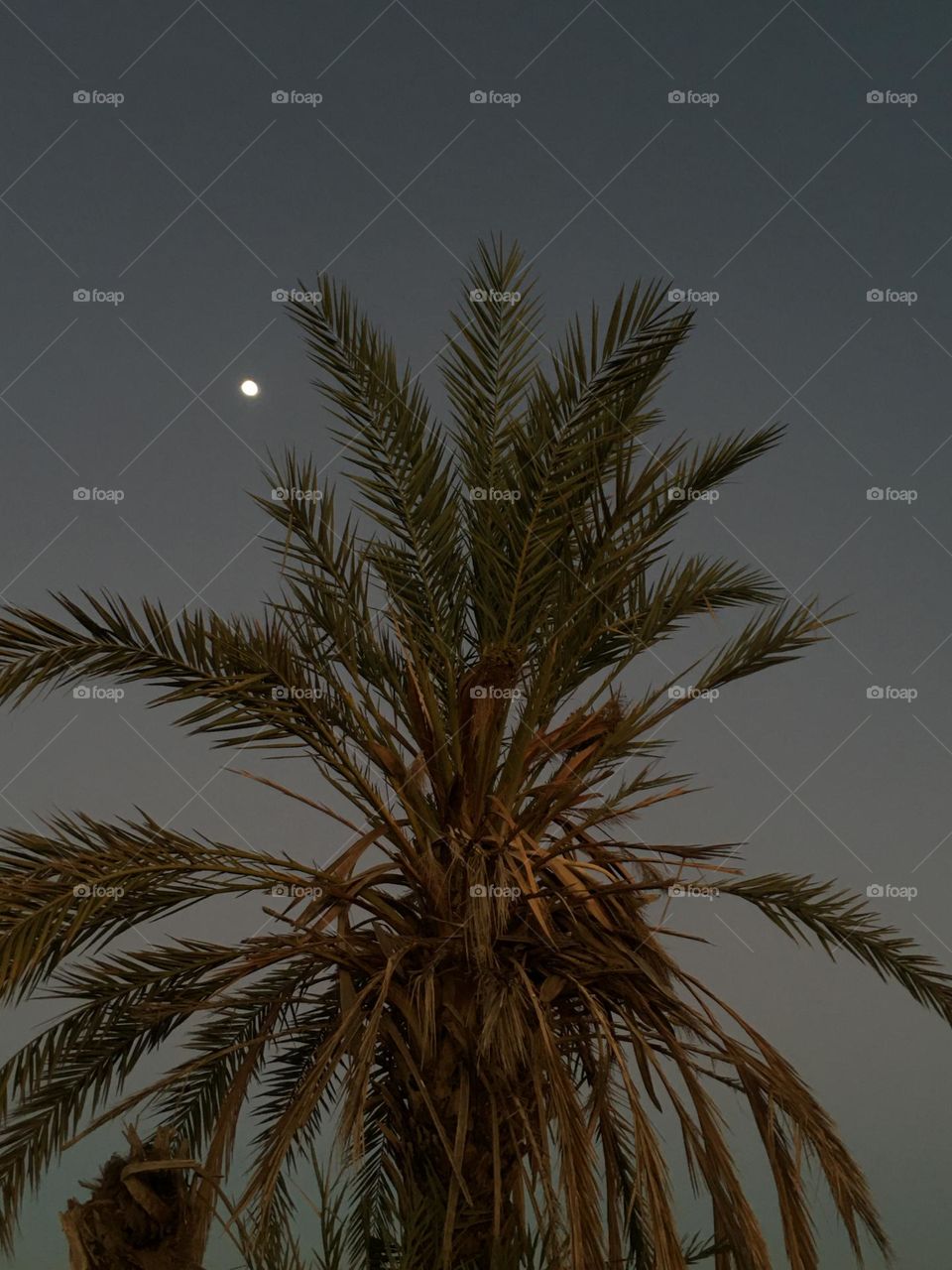 Beautiful moon behind a palm tree 