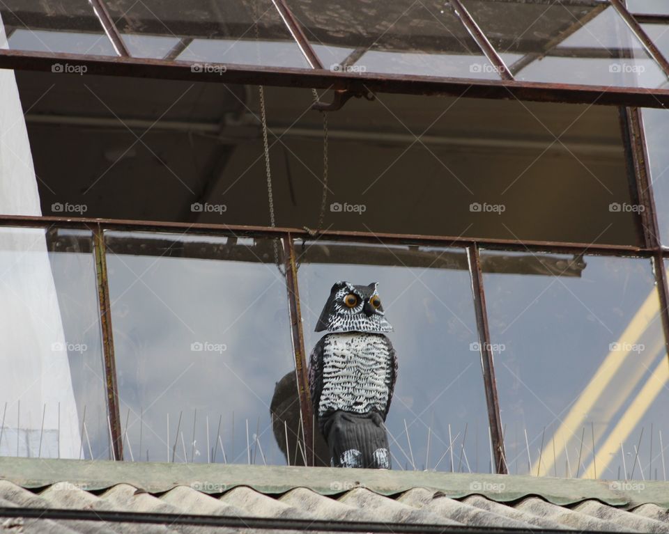 Decoy owl with yellow eyes keeps guard before windows 