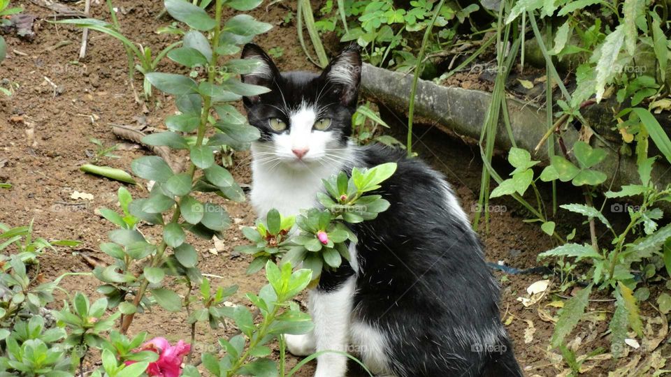 The domestic cat and the plant in backyard