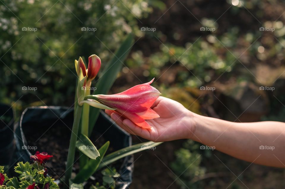 Having plants and trees around us not only makes our surroundings beautiful but also gives us a sense of caring calmness.