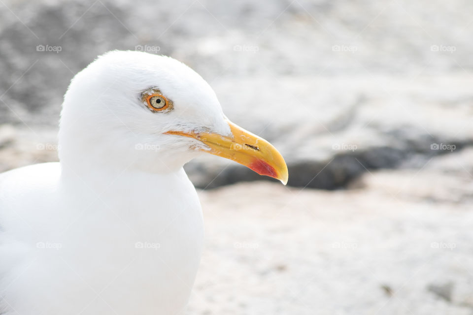 Close up portrait seagull  - närbild trut mås fiskmås 
