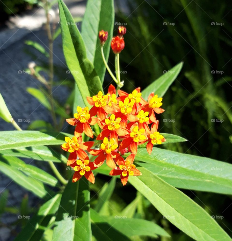 flower in hotel Pestana palace