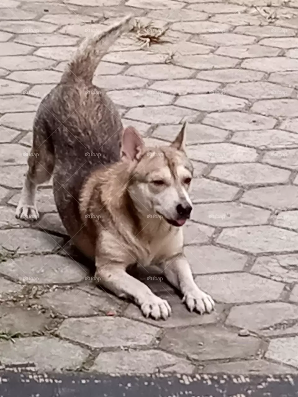 Dog in action
