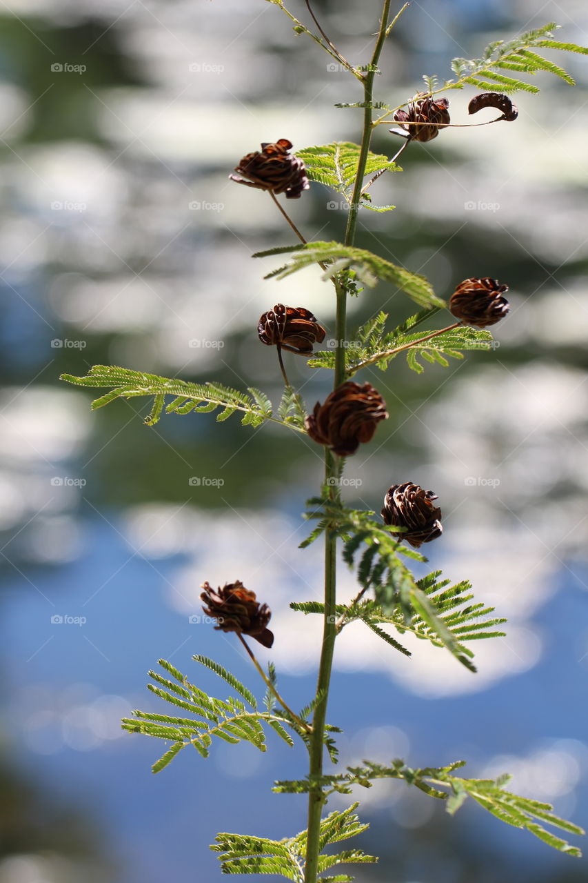 Summer Conifer 3