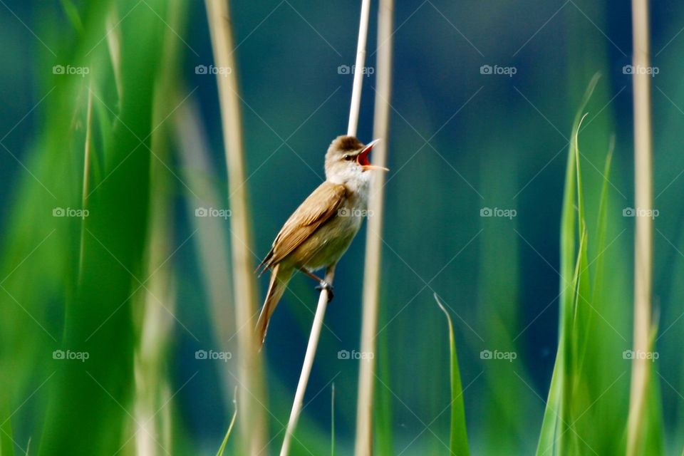 Bird singing 