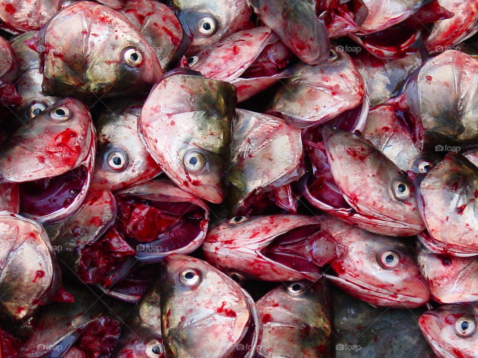 Fish heads in a Chinese market