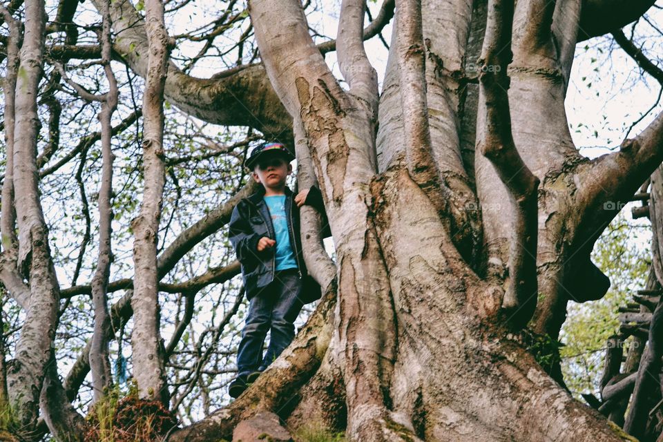 Boy and a big tree