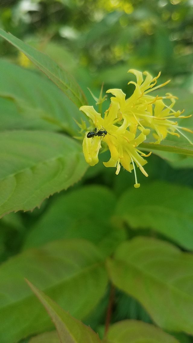 wild flowers with ant