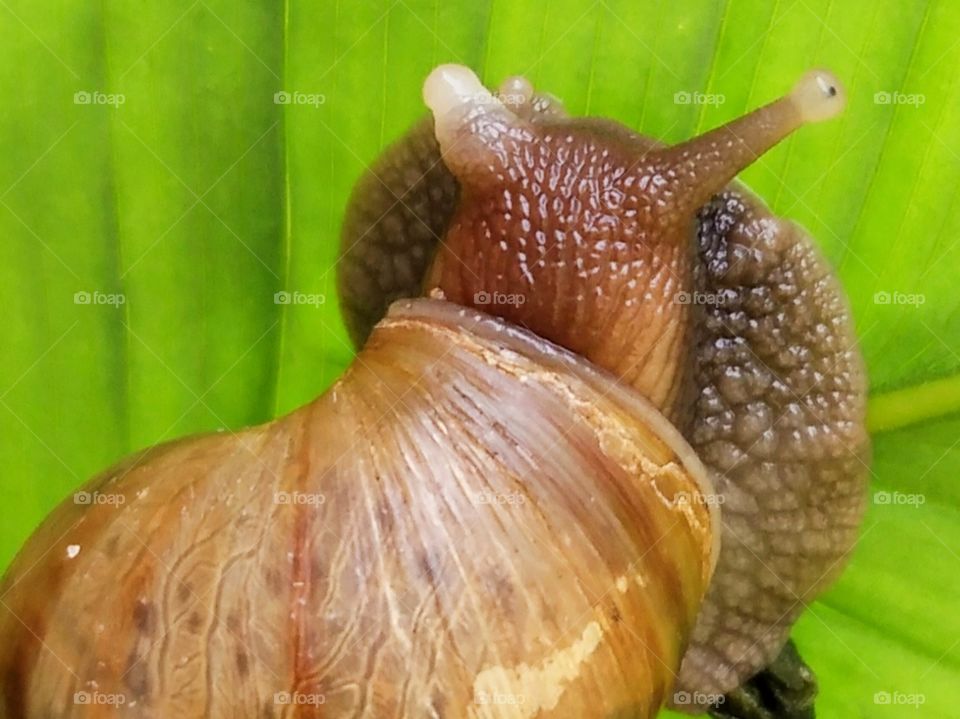 Snail .