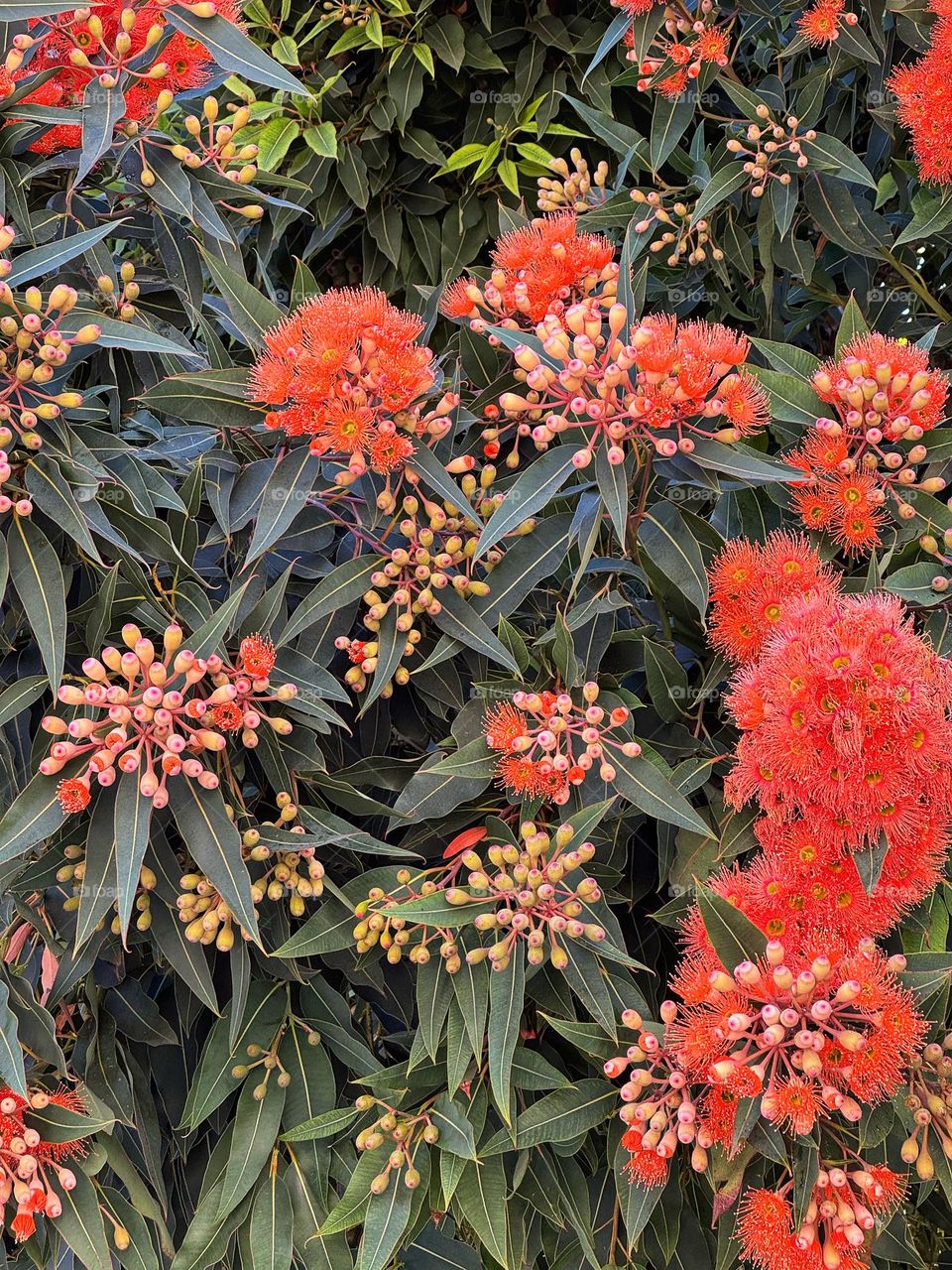 Close-up of blossoms of the Red Flowering Gum tree