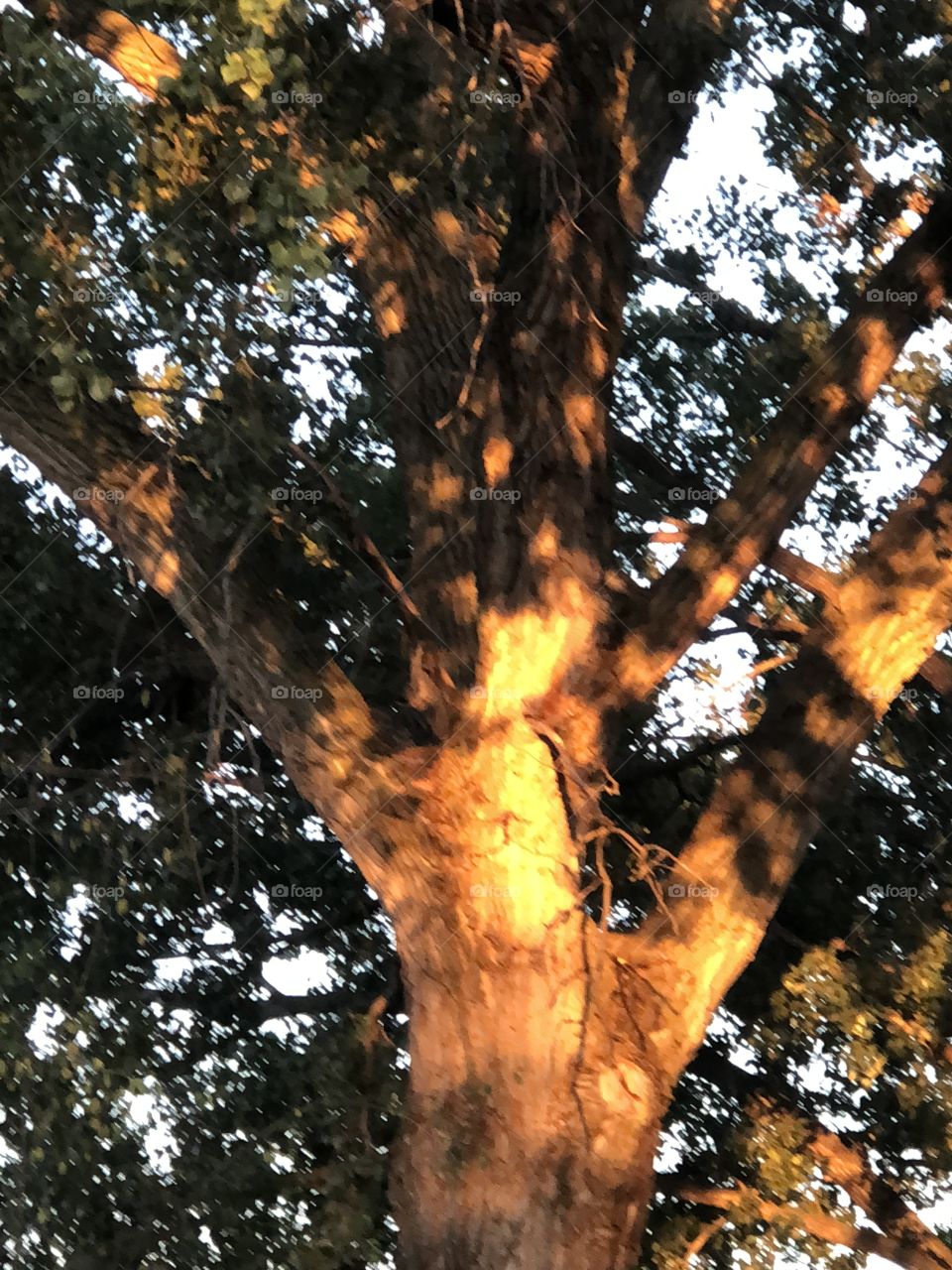 Lovely part of tree in the morning light