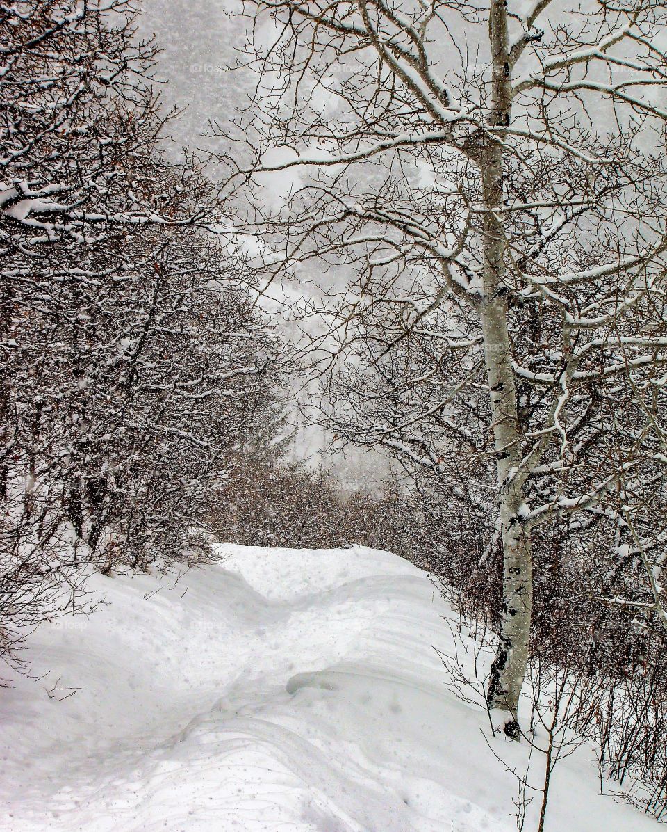 Snowing on trail