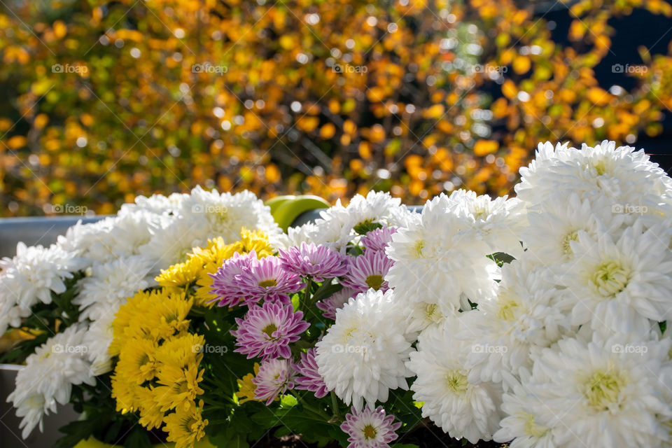 Autumn Flowers with Yellow Leaves in the Background