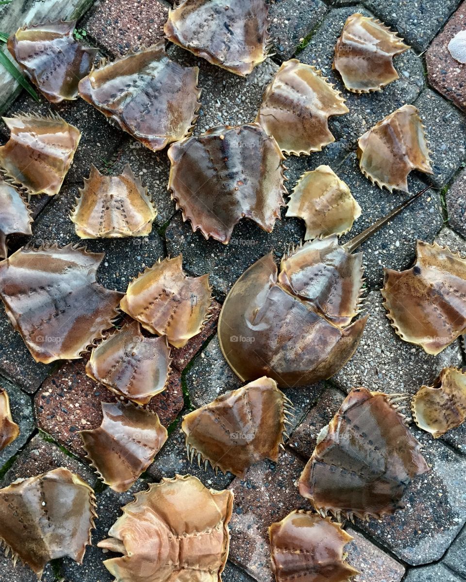 Horseshoe crab collection