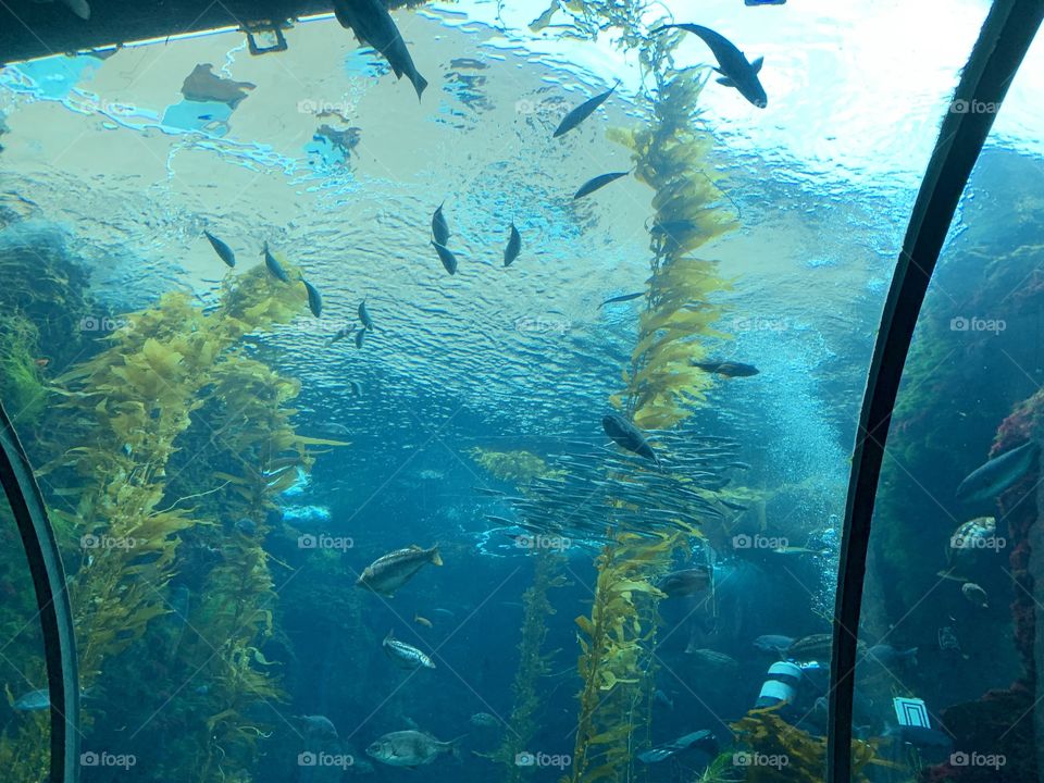 Kelp Forrest at the California Science Center located in Los Angeles, California 