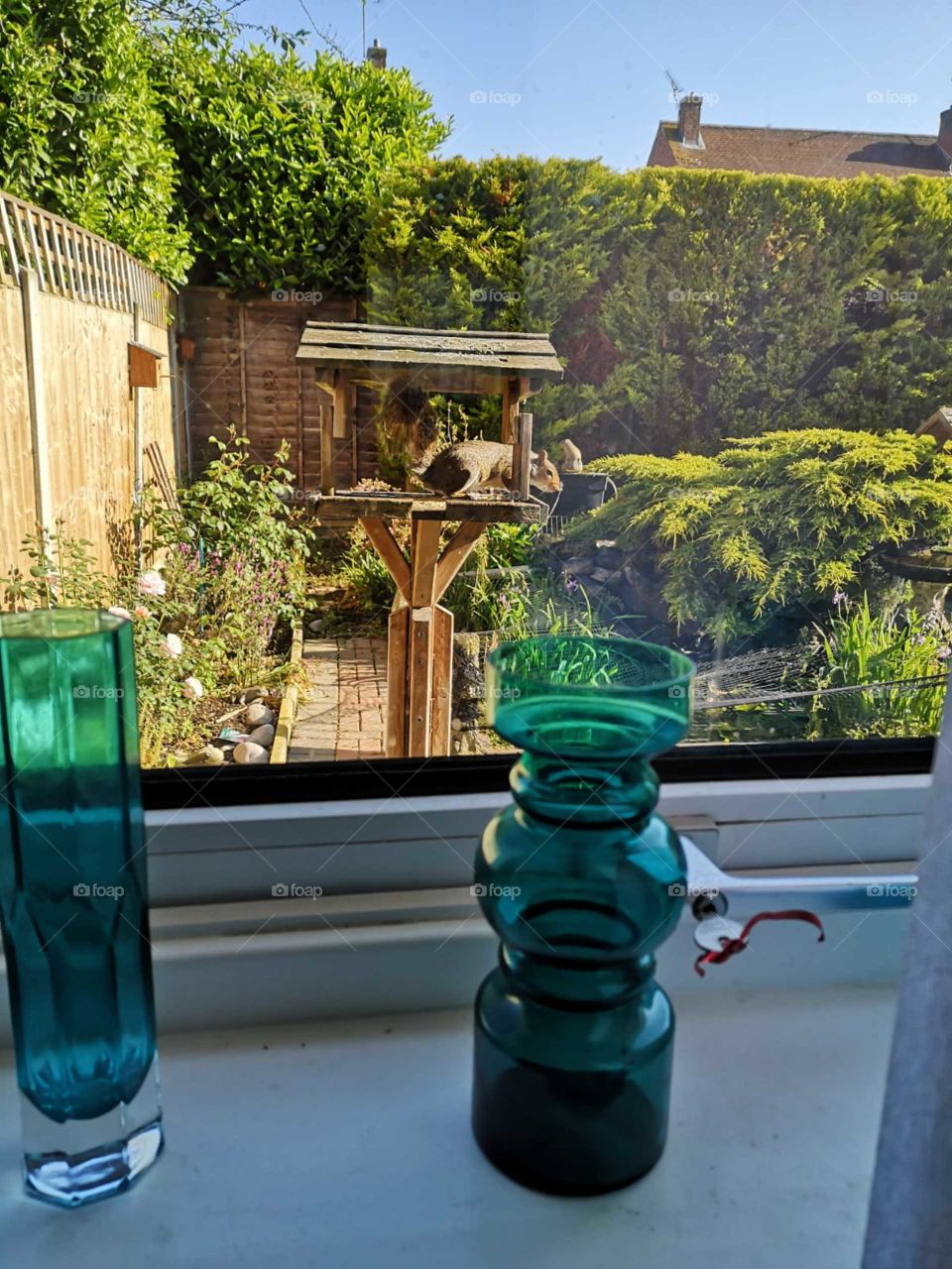 Squirrel on bird feeder in sunny domestic garden