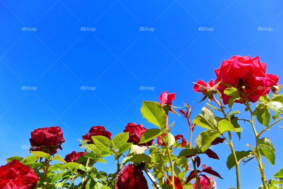 Roses. Roses in the blue sky 