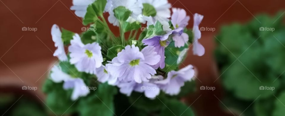 light violet flower