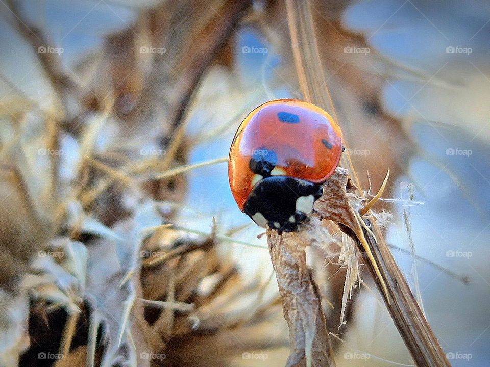 The Ladybug
