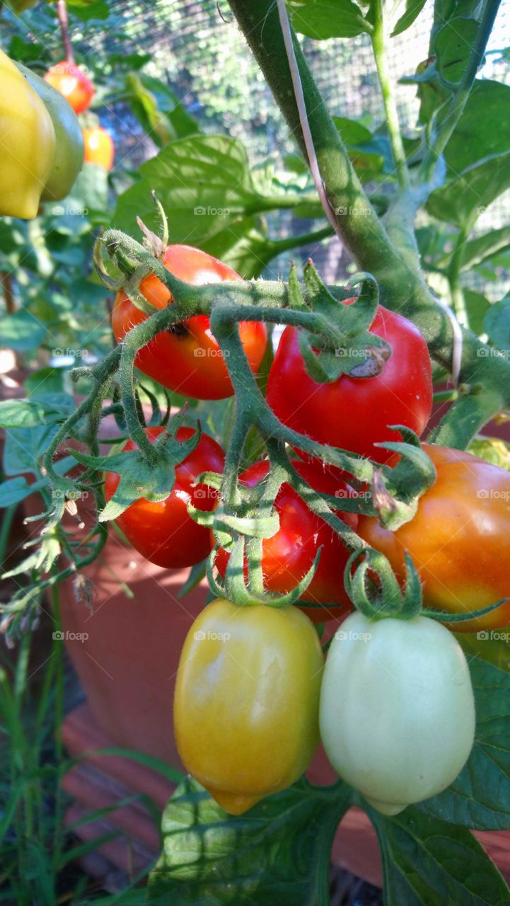 Nature, tomato, delicious, no person