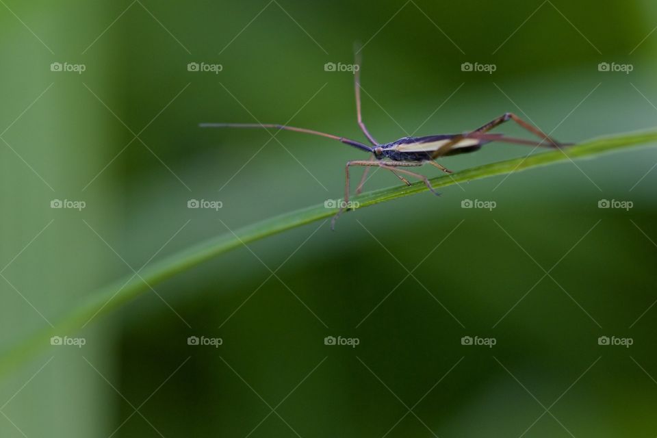 Insect On Leaf