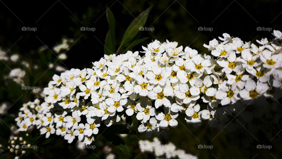 Spiraea Grefsheim