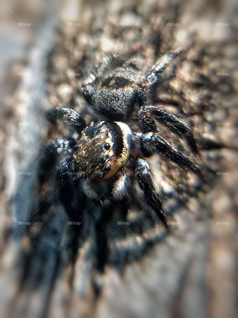 Little spider | Photo with iPhone 5S + Macro lens.