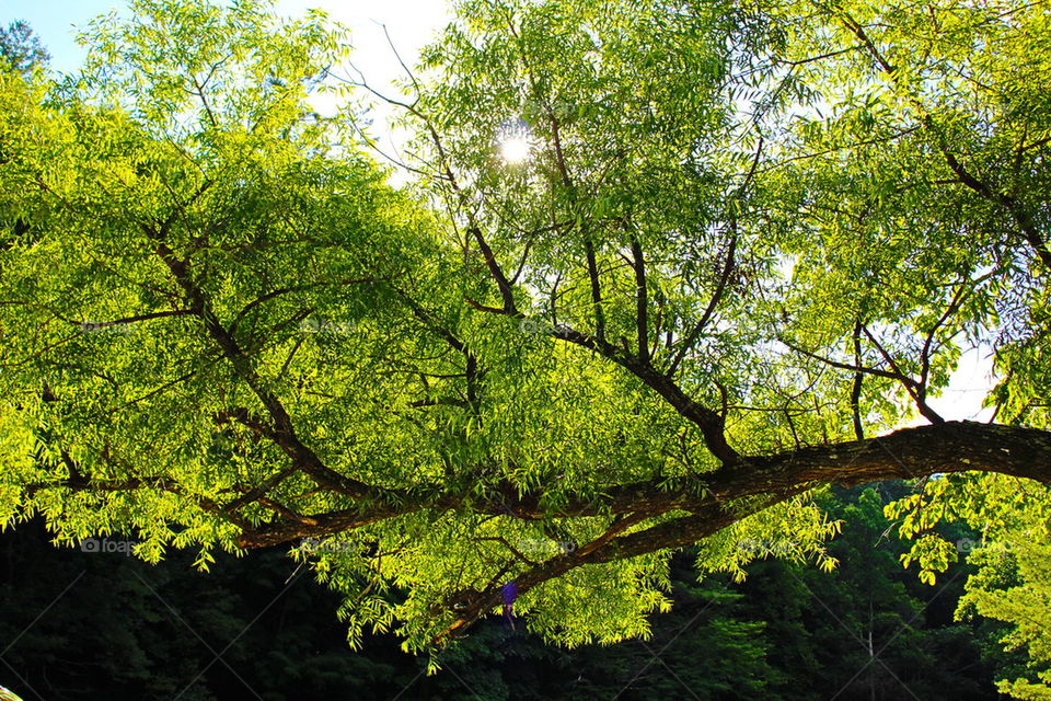 Low angle view of a tree