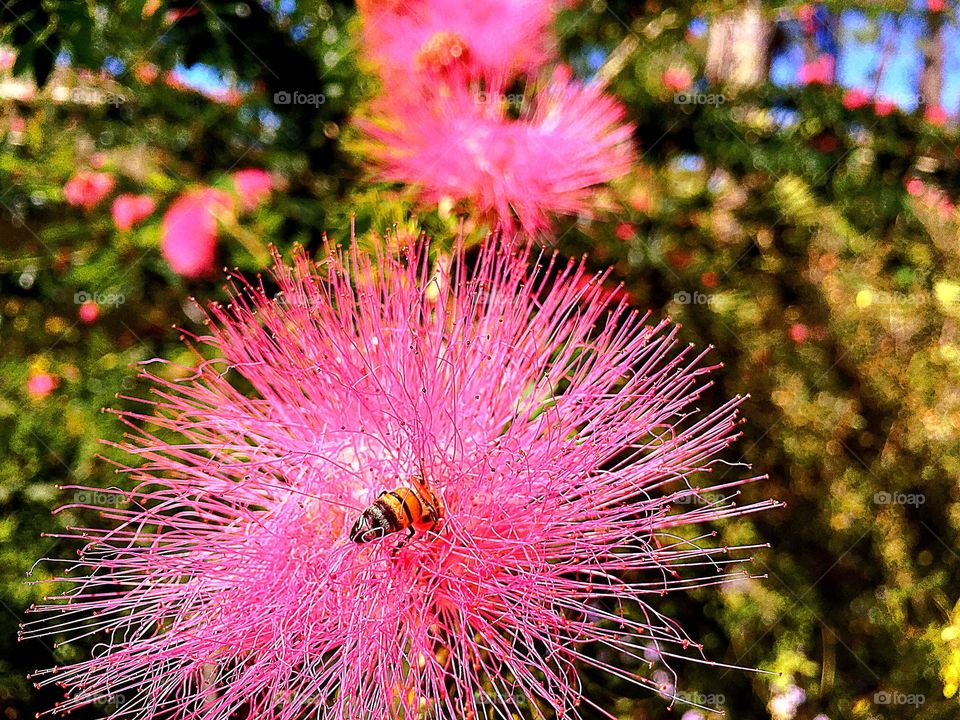 Flower and bee